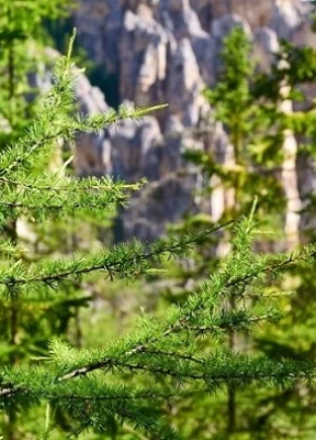 Заповедники Приморья