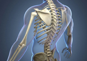 «Заболевания костно-мышечной системы и соединительной ткани»