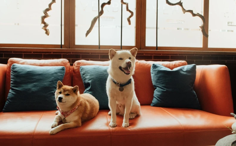 Хабаровск  Pet Friendly