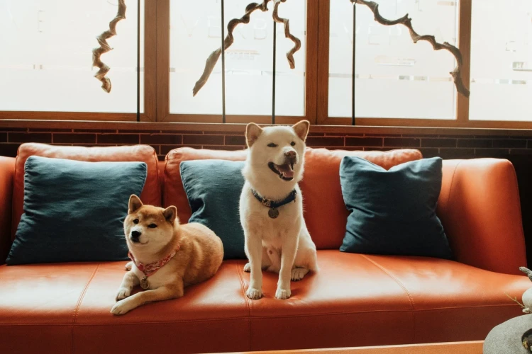 Хабаровск  Pet Friendly
