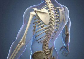 Заболевания костно-мышечной системы и соединительной ткани