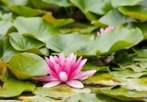Blooming lotuses in the Volga's delta - you must see it!