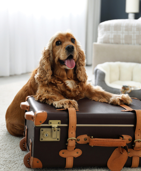 Pet friendly: travel with pets