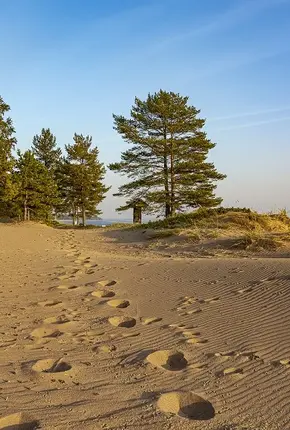 AZIMUT Парк Отель&Спа Репино 4*