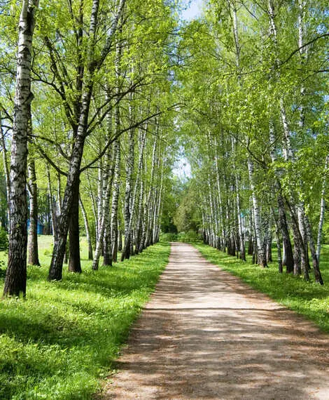 Walking and sports