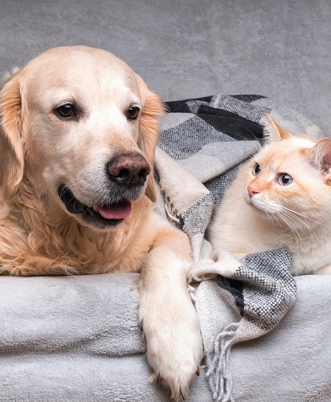 Accommodation with animals