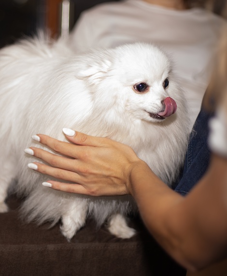 Pets friendly
