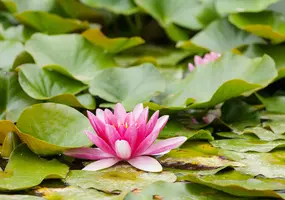 Blooming lotuses in the Volga's delta - you must see it!