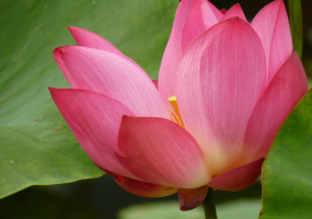 Lotus blossoms near the AZIMUT City Hotel in Astrakhan