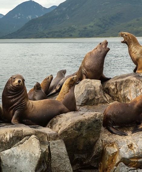 The sea and its inhabitants