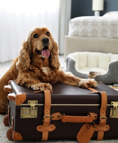 Pet Friendly