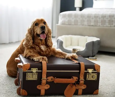 Pet friendly
