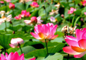 Excursion to the lotus valley